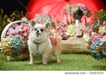Chihuahua Chihuahua 54684504