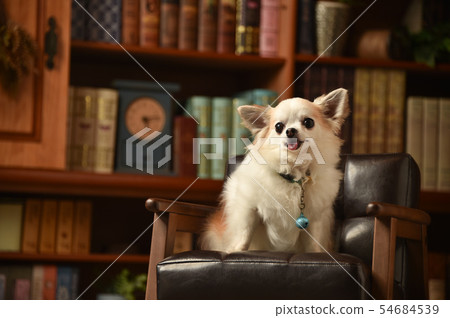Chihuahua Chihuahua 54684539