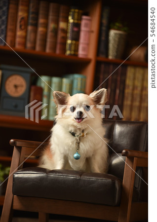 Chihuahua Chihuahua 54684540