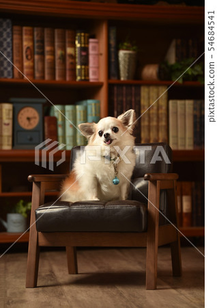 Chihuahua Chihuahua 54684541