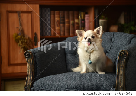 Chihuahua Chihuahua 54684542