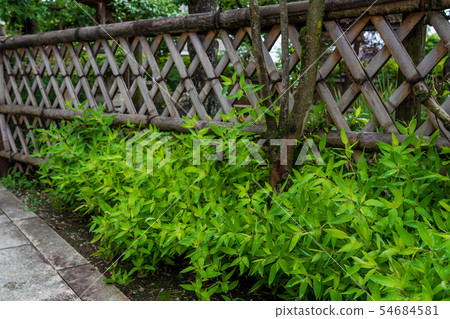 Japanese culture Fresh green ground temple image Japanese culture Fresh green ground temple image 54684581