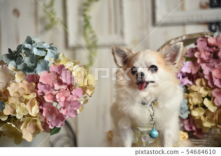 Chihuahua Chihuahua 54684610