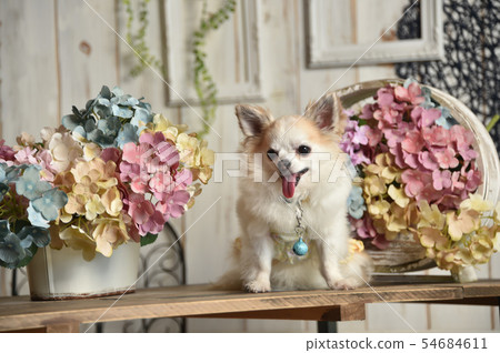 Chihuahua Chihuahua 54684611