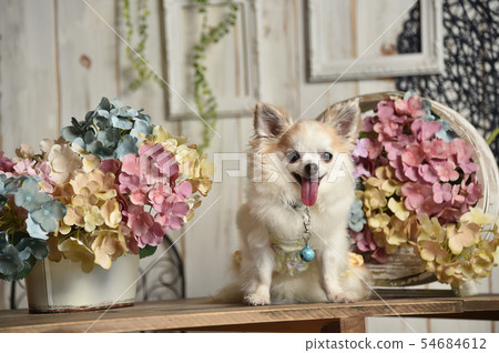 Chihuahua Chihuahua 54684612
