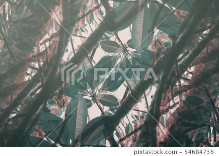 Natural geometrical decor art palm Pattern Toned 54684738