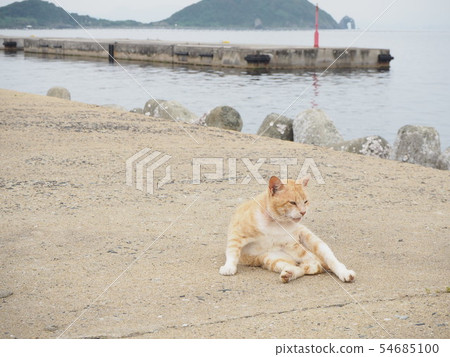 Cat Cat 54685100