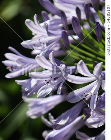 Agapanthus Agapanthus 54685107