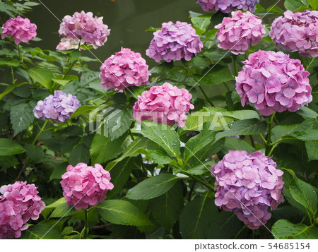 hydrangea hydrangea 54685154