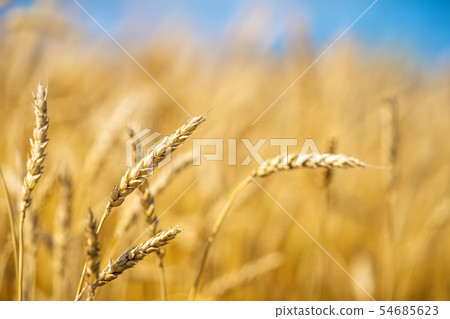 Close up of golden wheat ears over blue sky at sunny day. 54685623
