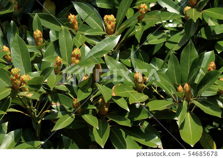 Natural plant Tabuchiki, early April. A lot of flower buds are attached to the branch tip where luster leaves gathered 54685678