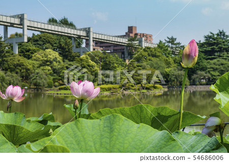 Oga lotus of Chiba Park 54686006