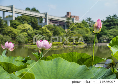 Oga lotus of Chiba Park Oga lotus of Chiba Park 54686007