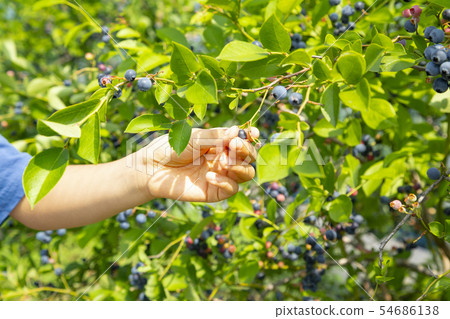 藍莓狩獵 藍莓狩獵 54686138