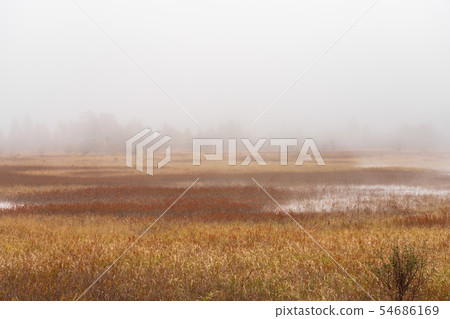 Nikko，Tochigi Oku Nikko Odadaihara（十月） 54686169