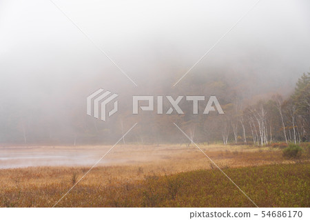 Nikko，Tochigi Oku Nikko Odadaihara（十月） 54686170