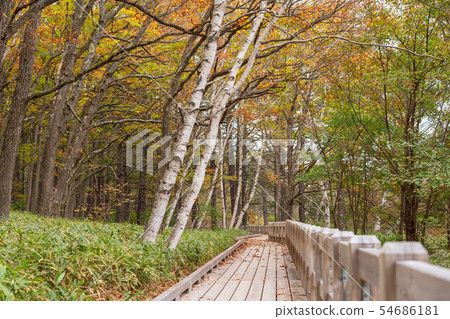 Nikko，Tochigi Oku Nikko Odadaihara（十月） 54686181