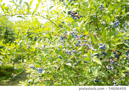 Blueberry hunting 54686409