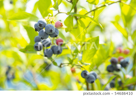 Blueberry hunting 54686410
