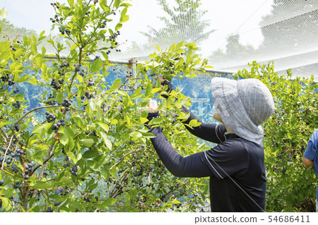 Blueberry hunting 54686411