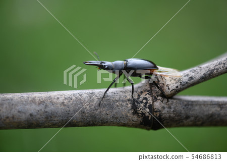 在飛行前看到了 54686813