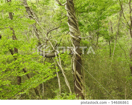 起重機纏在一棵樹上 54686861