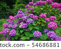 Hydrangea blooming in Asukayama Park 54686881