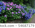 Hydrangea blooming in Asukayama Park Alley 54687179