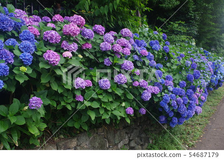 Hydrangea blooming in Asukayama Park Alley Hydrangea blooming in Asukayama Park Alley 54687179