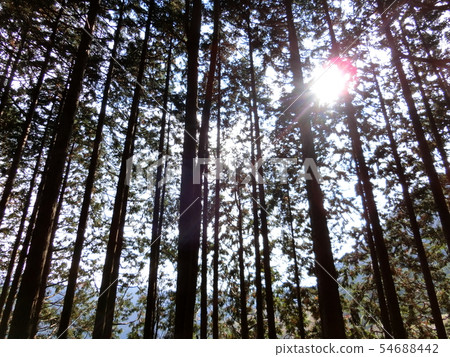 箱根平安·鎌倉科多(Yuzaka)箱根路杉並樹樹11月〜森林治療浴〜 箱根平安·鎌倉科多(Yuzaka)箱根路杉並樹樹11月〜森林治療浴〜 54688442