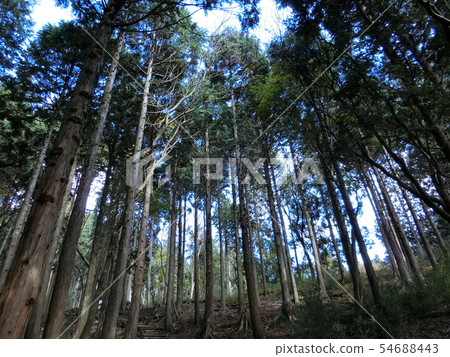 Hakone Heian · Kamakura Kodo (Yuzaka) Hakone Road Suginami Tree Tree November ~ Forest Bath of Healing ~ Hakone Heian · Kamakura Kodo (Yuzaka) Hakone Road Suginami Tree Tree November ~ Forest Bath of Healing ~ 54688443