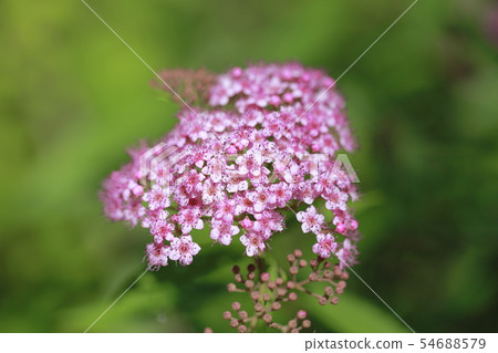 粉紅色閃爍的花朵 54688579