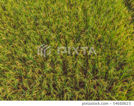 Image of beautiful Terraced rice field in water season and Irrigation from drone,Top view of rices Image of beautiful Terraced rice field in water season and Irrigation from drone,Top view of rices 54688623