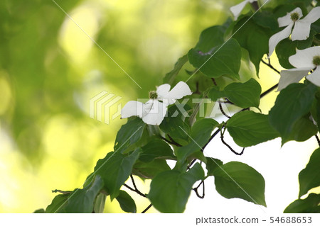 White wild boar 54688653