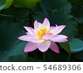 蓮花蓮花 54689306