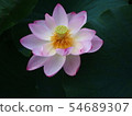 蓮花蓮花 54689307