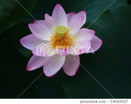 蓮花蓮花 蓮花蓮花 54689307