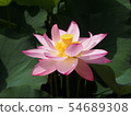蓮花蓮花 54689308