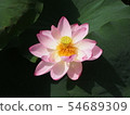 蓮花蓮花 54689309