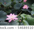 蓮花蓮花 54689310
