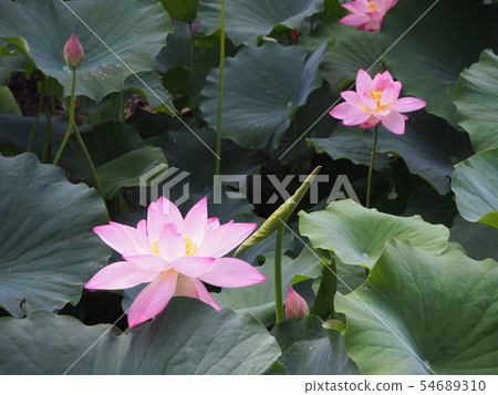 蓮花蓮花 蓮花蓮花 54689310