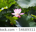 蓮花蓮花 54689311