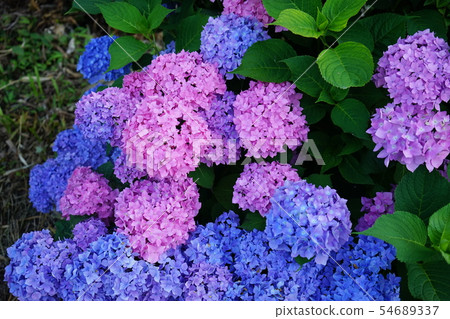 Hydrangea's season Hydrangea's season 54689337