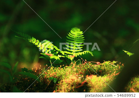 Forest roads, forests, trails, forests, 54689952