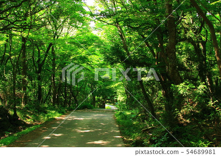 Forest roads, forests, trails, forests, 54689981