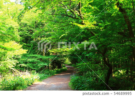 Forest roads, forests, trails, forests, 54689995
