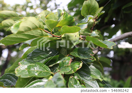 Persimmon growing 54690242
