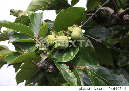 Persimmon growing Persimmon growing 54690244