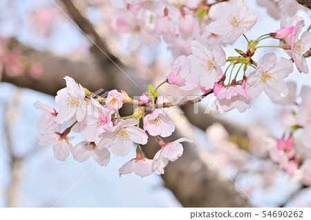 春天的景色櫻花盛開 54690262
