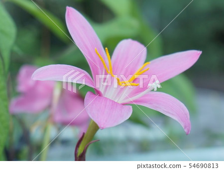 Haburansasu 54690813